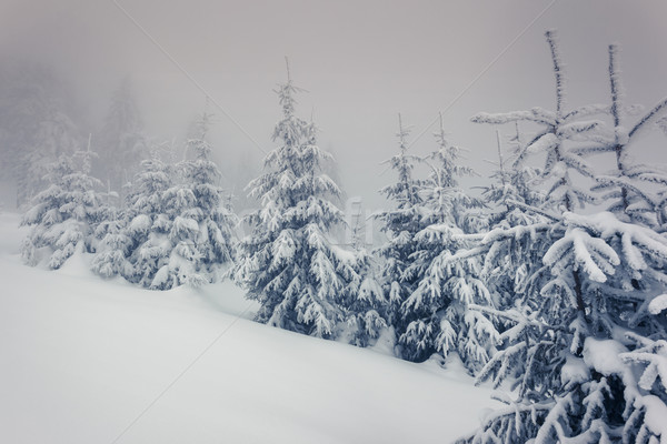 Hiver fantastique paysage parc Ukraine Europe [[stock_photo]] © Leonidtit