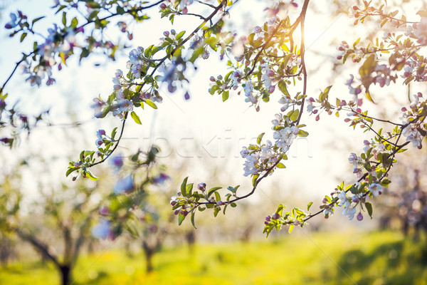 Pommier floraison verger de pommiers printemps Ukraine Europe [[stock_photo]] © Leonidtit