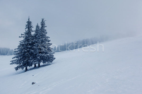 Kış soğuk dağlar gökyüzü ağaç Stok fotoğraf © Leonidtit