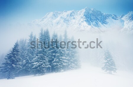 Invierno hermosa paisaje nieve cubierto árboles Foto stock © Leonidtit