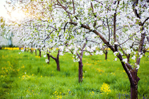Melo fioritura meleto primavera Ucraina Europa Foto d'archivio © Leonidtit