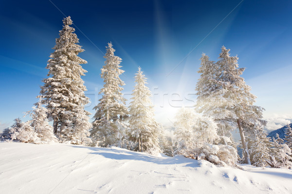 Invierno helado cielo sol paisaje Foto stock © Leonidtit