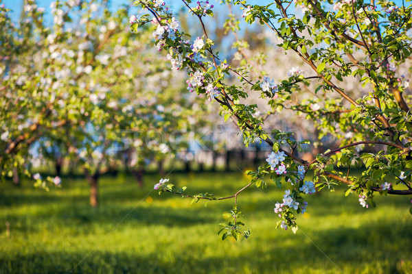 Pommier floraison verger de pommiers printemps Ukraine Europe [[stock_photo]] © Leonidtit