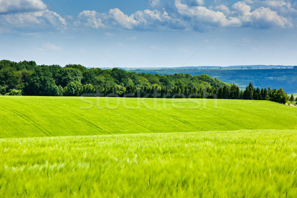 field Stock photo © Leonidtit