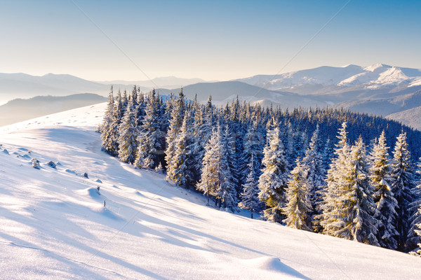 Winter schönen Landschaft Schnee bedeckt Bäume Stock foto © Leonidtit