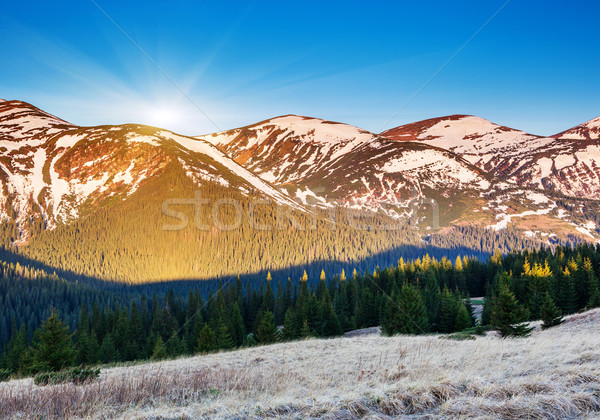 Frühling schönen Berg Landschaft Ukraine Stock foto © Leonidtit