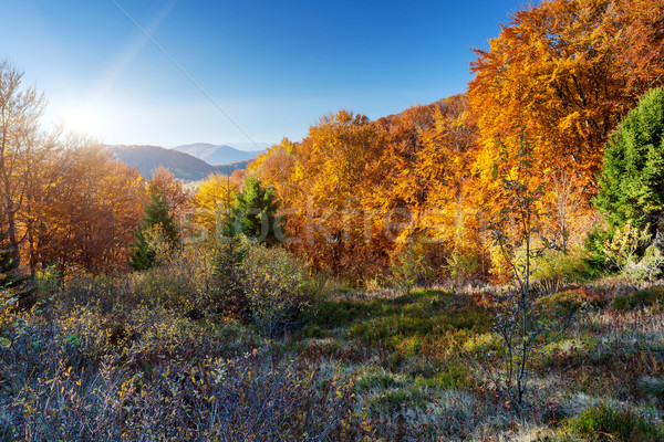 Stock fotó: ősz · fenséges · reggel · hegy · tájkép · színes