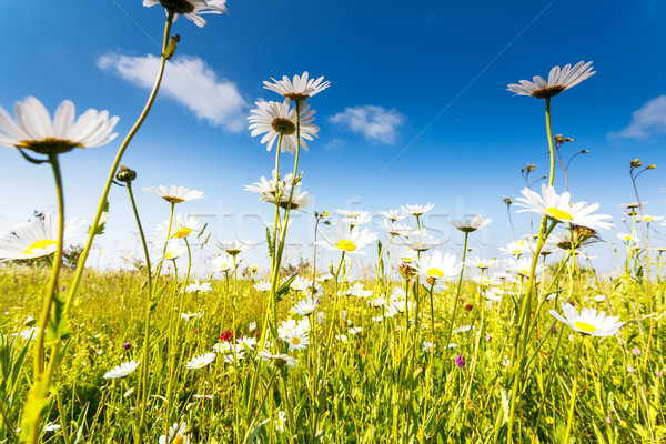 Flor verão campo branco margaridas blue sky Foto stock © Leonidtit