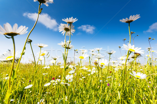 [[stock_photo]]: Fleur · été · domaine · blanche · marguerites · ciel · bleu