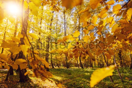 Wald farbenreich Herbstlaub Bäume Straße Natur Stock foto © Leonidtit