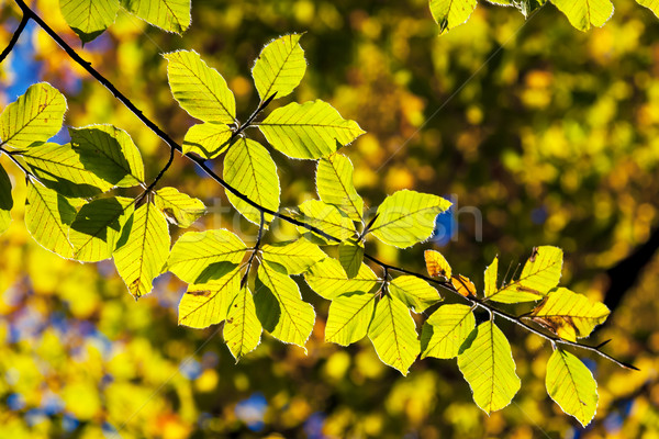 Stock photo: autumn