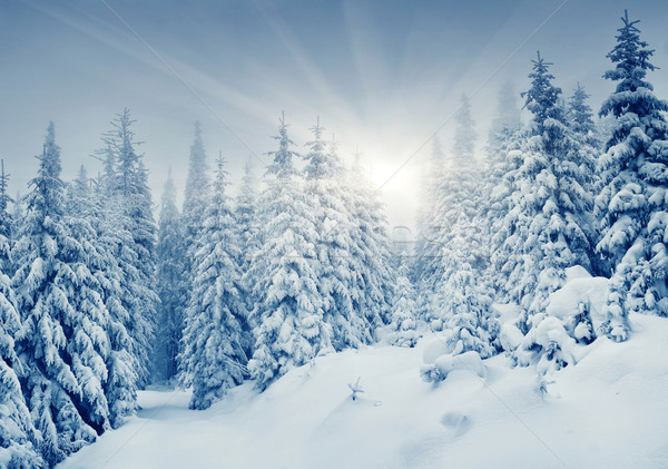 Zdjęcia stock: Zimą · piękna · krajobraz · śniegu · pokryty · drzew