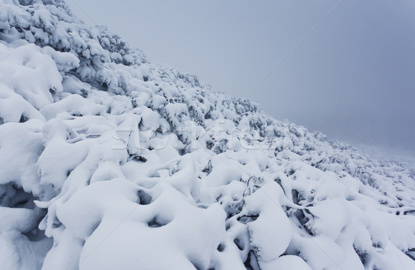 Winter mooie landschap sneeuw gedekt bomen Stockfoto © Leonidtit