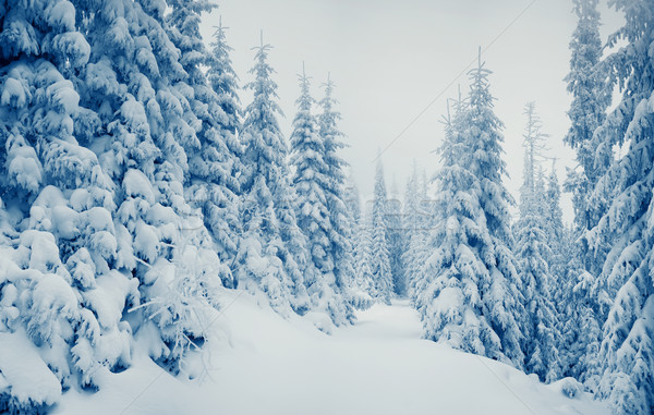 Inverno bella panorama neve coperto alberi Foto d'archivio © Leonidtit