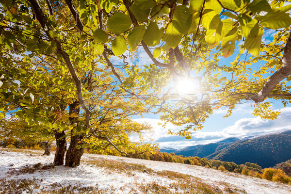 Sonbahar güzel renkli sonbahar yaprakları orman Ukrayna Stok fotoğraf © Leonidtit