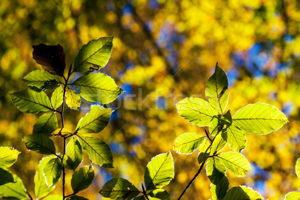 Toamnă luminos colorat frunze pădure Imagine de stoc © Leonidtit