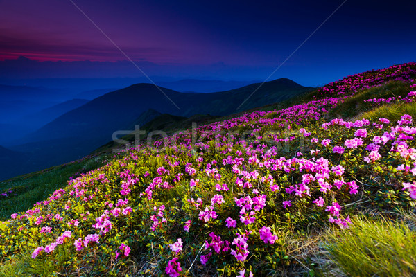 Stockfoto: Berg · landschap · magie · roze · bloemen · zomer