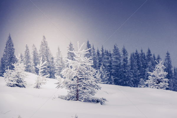 Invierno fantástico paisaje parque Ucrania Europa Foto stock © Leonidtit