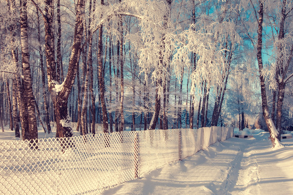 Winter fantastisch Landschaft Ukraine Europa Schönheit Stock foto © Leonidtit