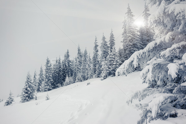 Hiver fantastique paysage parc Ukraine Europe [[stock_photo]] © Leonidtit