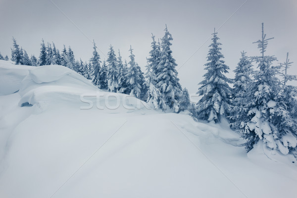 Inverno fantastico panorama parco Ucraina Europa Foto d'archivio © Leonidtit