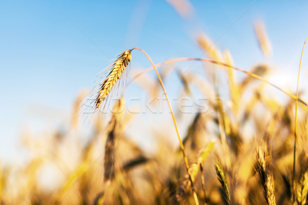 Grano maturo orecchie Ucraina Europa Foto d'archivio © Leonidtit