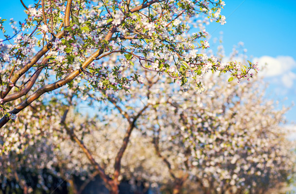 Pommier floraison verger de pommiers printemps Ukraine Europe [[stock_photo]] © Leonidtit