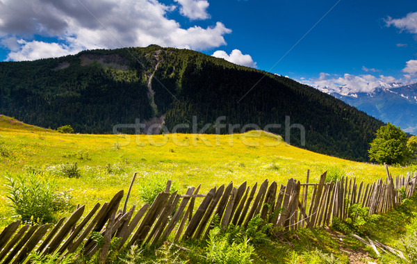 meadow Stock photo © Leonidtit