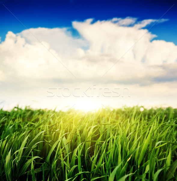 Trawy piękna dziedzinie Błękitne niebo niebo Zdjęcia stock © Leonidtit