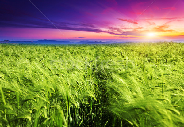 Câmp peisaj zori cer iarbă Imagine de stoc © Leonidtit