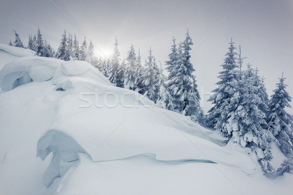 Inverno fantastico panorama parco Ucraina Europa Foto d'archivio © Leonidtit