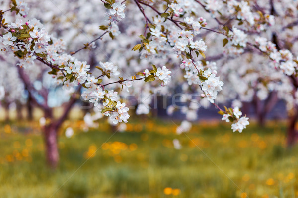 Pommier floraison verger de pommiers printemps Ukraine Europe [[stock_photo]] © Leonidtit