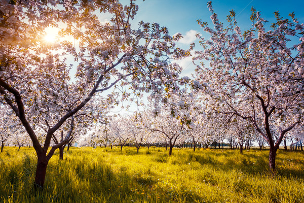 Măr livada de meri primăvară Ucraina Europa Imagine de stoc © Leonidtit