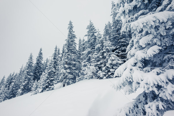 Invierno fantástico paisaje parque Ucrania Europa Foto stock © Leonidtit