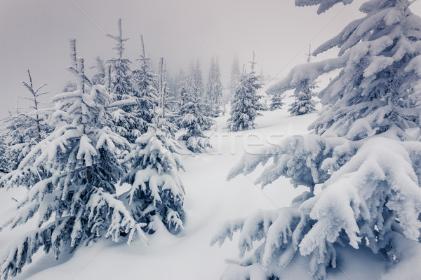 Inverno fantastico panorama parco Ucraina Europa Foto d'archivio © Leonidtit