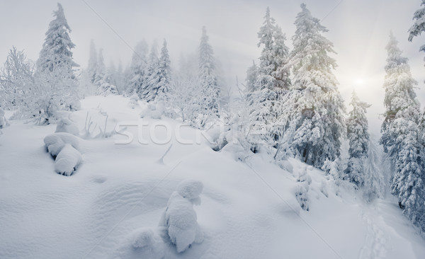 Winter mooie landschap sneeuw gedekt bomen Stockfoto © Leonidtit
