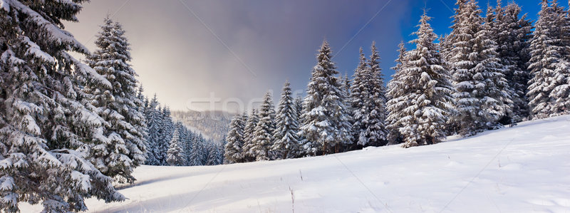 冬 冷ややかな 空 太陽 風景 ストックフォト © Leonidtit