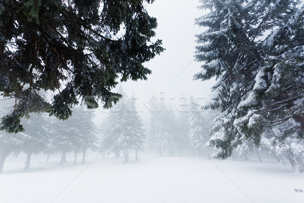 Hiver belle paysage neige couvert arbres [[stock_photo]] © Leonidtit