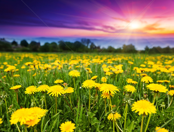 Flor primavera campo leão manhã dramático Foto stock © Leonidtit