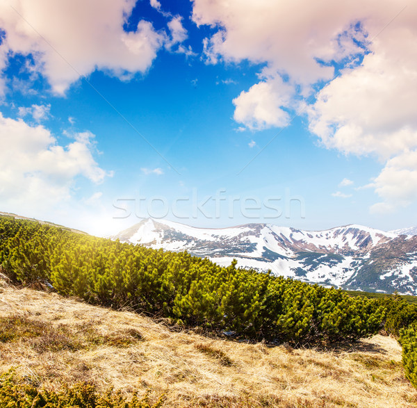 Berge Landschaft schönen Berg Wald Stock foto © Leonidtit