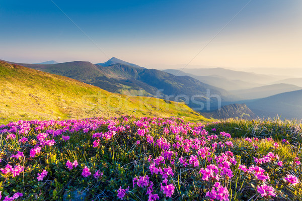 [[stock_photo]]: Montagne · paysage · magie · rose · fleurs · été