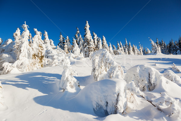 Tél fagyos napos idő hegyek égbolt fa Stock fotó © Leonidtit