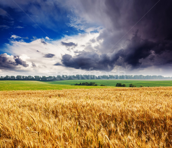 Campo oro campo di grano cielo blu cielo Ucraina Foto d'archivio © Leonidtit