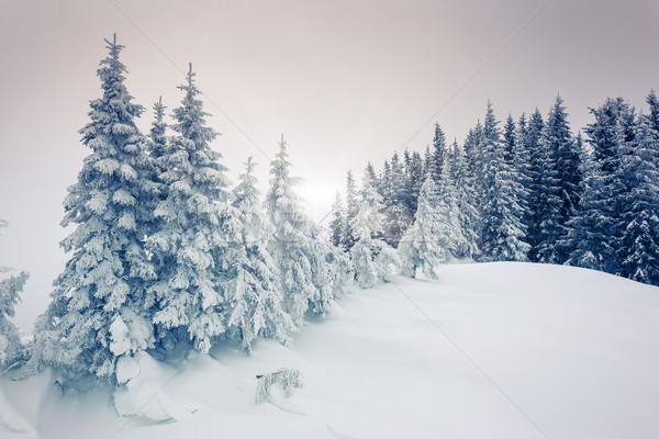 Hiver fantastique paysage parc Ukraine Europe [[stock_photo]] © Leonidtit