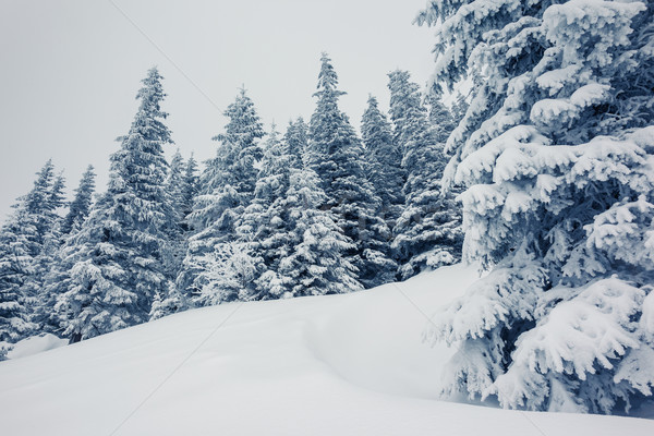 Invierno fantástico paisaje parque Ucrania Europa Foto stock © Leonidtit