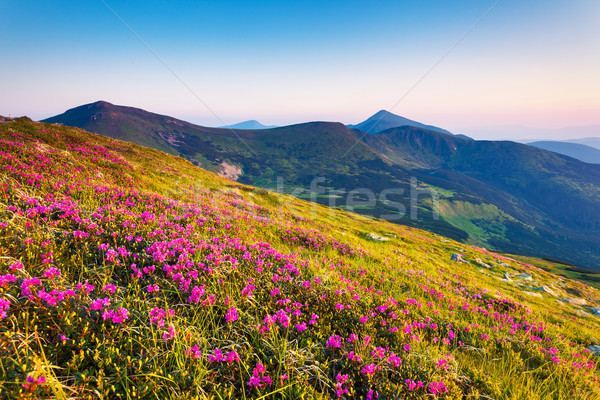 [[stock_photo]]: Montagne · paysage · magie · rose · fleurs · été
