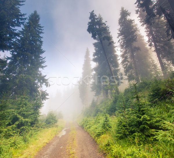Foto stock: Floresta · luz · solar · verde · de · manhã · cedo · Ucrânia · europa