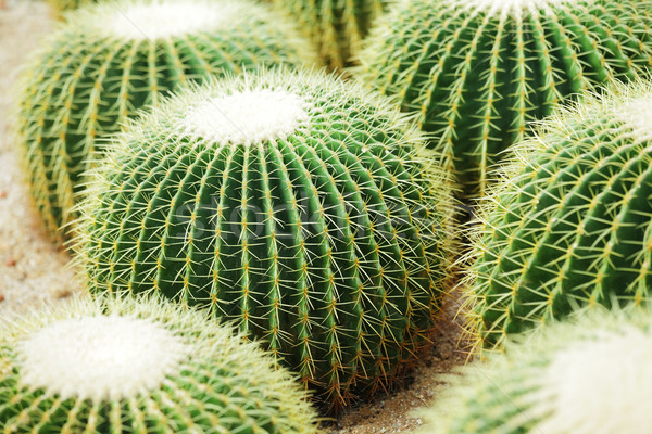Cactus Stock photo © leungchopan
