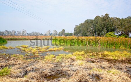 Stock photo: Wetland
