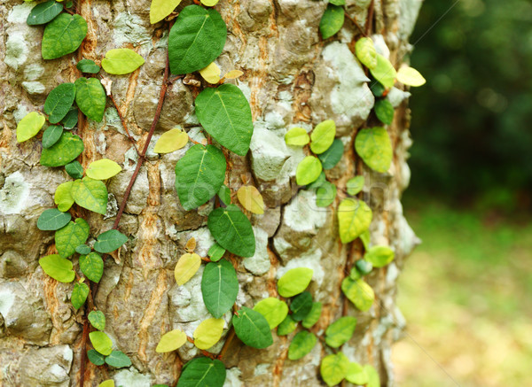 Bluszcz drzewo kory charakter liści tle Zdjęcia stock © leungchopan